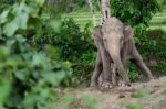 Baby Elephant While Excretion In Chiang Mai Stock Photo