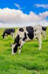 Cows On A Green Field And Blue Sky Stock Photo