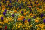 Colourful Bed Of Flowers In East Grinstead Stock Photo