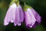 Purple Flowers Stock Photo