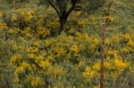 Spring Algarve Flora Stock Photo