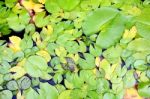 Lily Pads Stock Photo