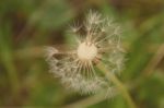 Dandelion Stock Photo