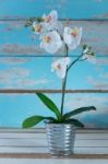 Artificial White Orchid In Galvanize Can Setting On Grunge Blue Stock Photo