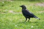 Jackdaw (corvus Monedula) Stock Photo