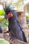 Palm Cockatoo Stock Photo