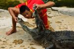 Crocodylidae Or Crocodile Show Stock Photo