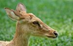 Gazelle Head Stock Photo