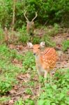 Deer From Forest Stock Photo