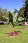 Palm Tree In A Garden Stock Photo