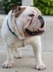 English Bulldog Stand On The Street Stock Photo