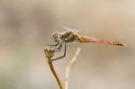 Red Dragonfly Stock Photo