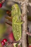 Baby Mediterranean Chameleon Stock Photo