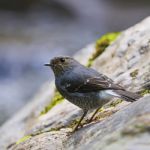 Female Plumbeous Redstart Stock Photo