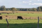 Cows Grazing In The Green Argentine Countryside Stock Photo