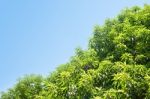 Tree And Sky Stock Photo