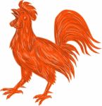 Chicken Rooster Crowing Drawing Stock Photo