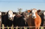 Cows Grazing In The Green Argentine Countryside Stock Photo