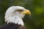 Bald Eagle Stock Photo