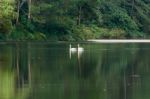 White Swan And Its Mate Are Swimming In The Lake Stock Photo