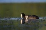 Coot Stock Photo