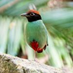 Hooded Pitta Stock Photo