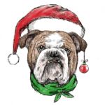 Head Of Bulldog With Santa Claus Hat Stock Photo