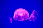 Moon Jellyfish Stock Photo