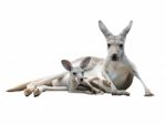 Gray Kangaroo With Joey Stock Photo