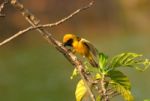 Male Asian Golden Weaver Stock Photo