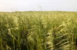 Mediterranean Native Vegetation Stock Photo