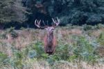 The Deer Of Richmond Park Stock Photo