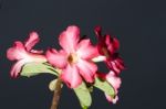 Azalea Flowers Stock Photo