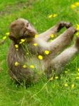 Monkey Eating Buttercups Stock Photo