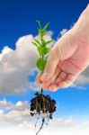 Green Seedling In Hand Stock Photo