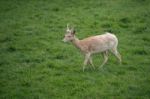 Fallow Deer (dama Dama) Stock Photo