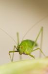 Sickle-bearing Bush-cricket (phaneroptera Falcata) Stock Photo