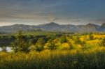 Yellow Flower Field In The Mountain Stock Photo