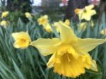 Narcissus In The Garden Stock Photo