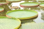 Victoria Lotus Leaf On Water Pond Public Park Stock Photo