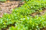 Garden Bed Closeup Stock Photo