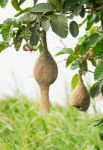 Baya Weaver Bird Nest Stock Photo