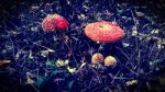 Vintage Fly Agaric Stock Photo