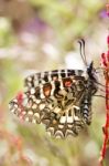 Spanish Festoon Butterfly (zerynthia Rumina) Stock Photo