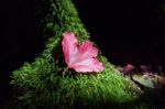 Maple Leaf On Green Plant Background Stock Photo