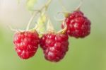 Raspberry Fruits On Branch Stock Photo