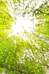 Sunbeam Over Tropical Forest Stock Photo