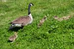 Canada Goose (branta Canadensis) And Goslings On The Banks Of Th Stock Photo