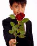 Boy Holding Rose Stock Photo