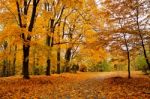 Autumn October Colorful Park. Foliage Trees Alley Stock Photo